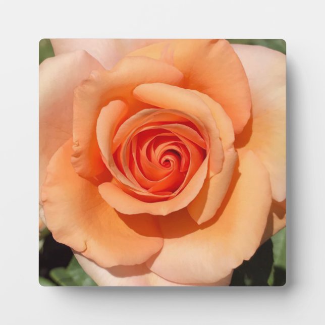 Peach Rose Plaque (Front)