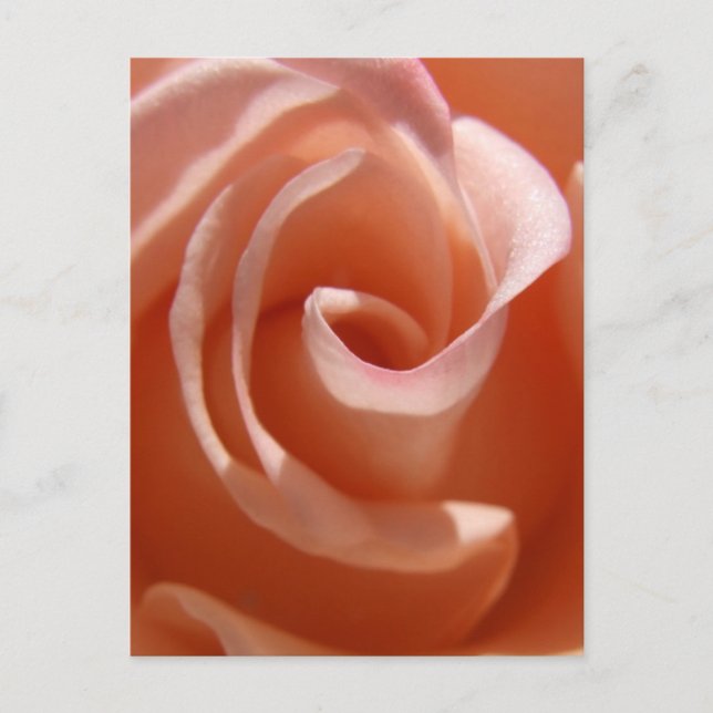 Peach Rose Postcard (Front)