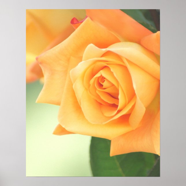 Peach Rose Poster- choose size Poster (Front)
