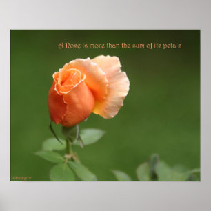 Peach Rose Poster: ROSE & PROSE 20x16 Poster