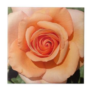 Peach Rose Tile