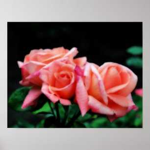 Peach Rose Trio Flower Poster