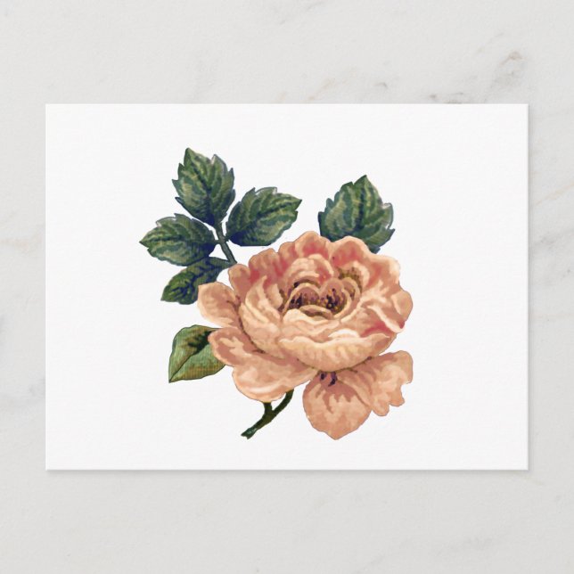 Peach Rose - Vintage Makeover. Postcard (Front)