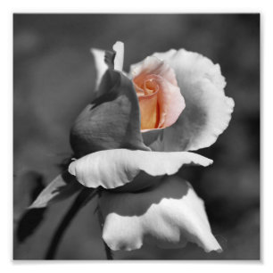 Peach Rosebud Black And White Partial Color 8x8 Photo Print