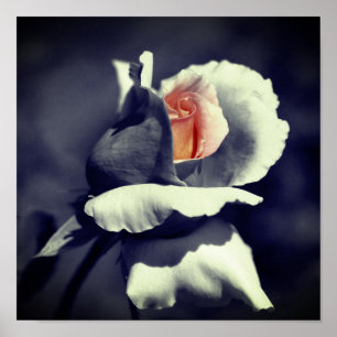 Peach Rosebud Black And White Partial Colour  Poster