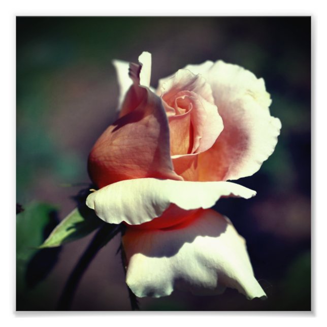 Peach Rosebud Flower Close Up 8x8 Photo Print (Front)