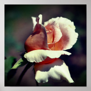 Peach Rosebud Flower Close Up Poster