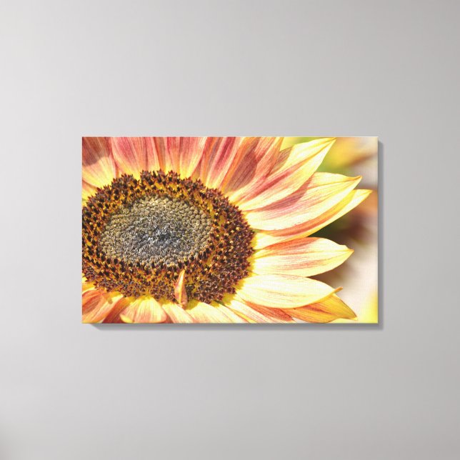 Peach Sunflower Canvas Print (Front)