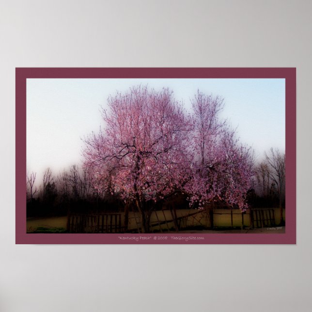 Peach Tree in Spring Poster (Front)