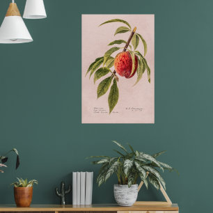 Peach twig (Prunus persica) by Royal Charles Stead Poster