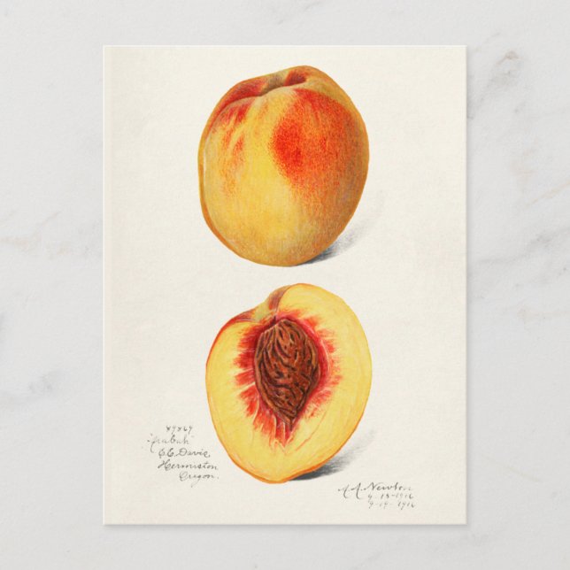 Peaches (Prunus Persica) Fruit Watercolor Painting Postcard (Front)