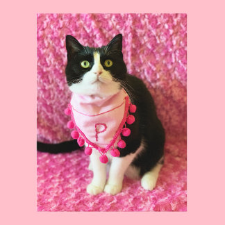 Peaches the Tuxedo Cat Pink Postcard