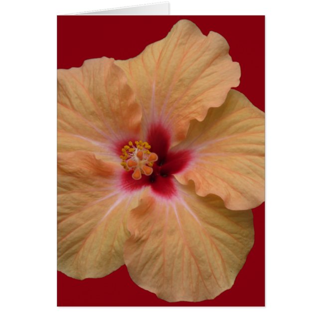 Peachy Hibiscus (Front)