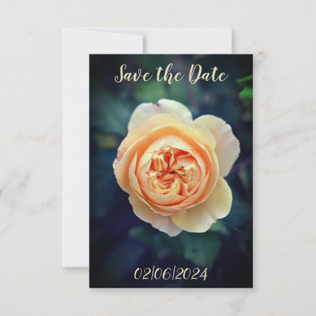 Peachy Orange Garden Rose Flower Save the Date (Front)