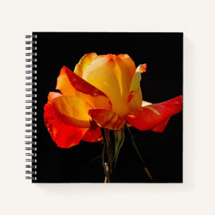 Peachy Orange Rose Notebook