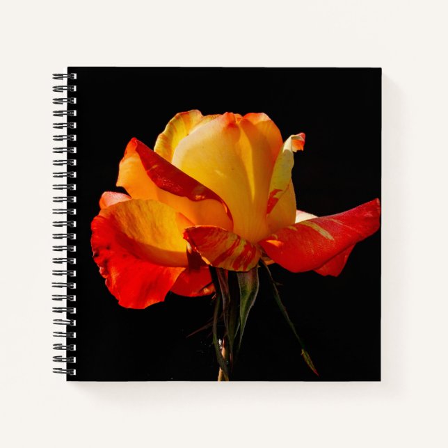Peachy Orange Rose Notebook (Front)