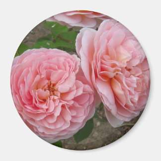 Peachy Pink English Rose 3" Round Magnet