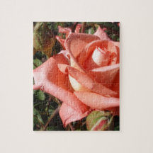 Peachy Pink Rose
