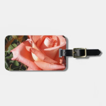 Peachy Pink Rose