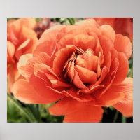 Peachy Ranunculus Flower Poster