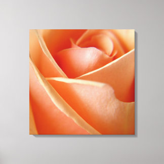Peachy Rose Canvas Print