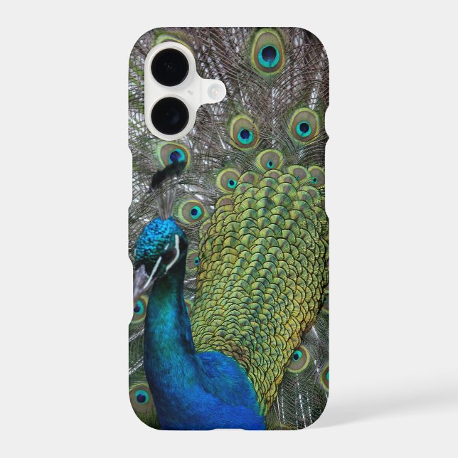 Peacock (Back)