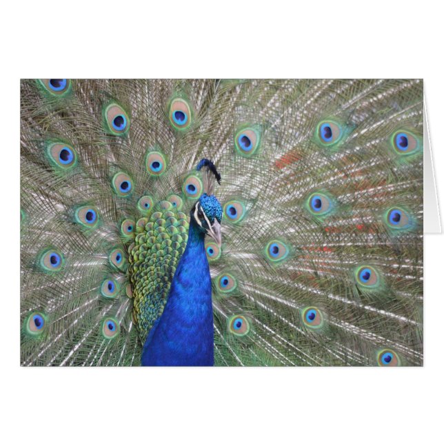 Peacock (Front Horizontal)