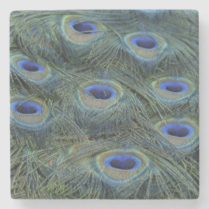 Peacock20160301 Stone Coaster