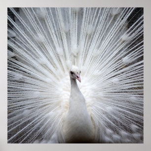 Peacock20160401 Poster