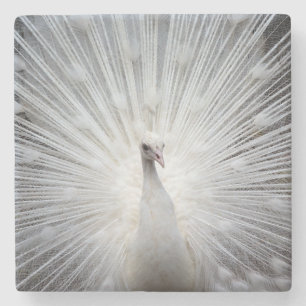 Peacock20160401 Stone Coaster