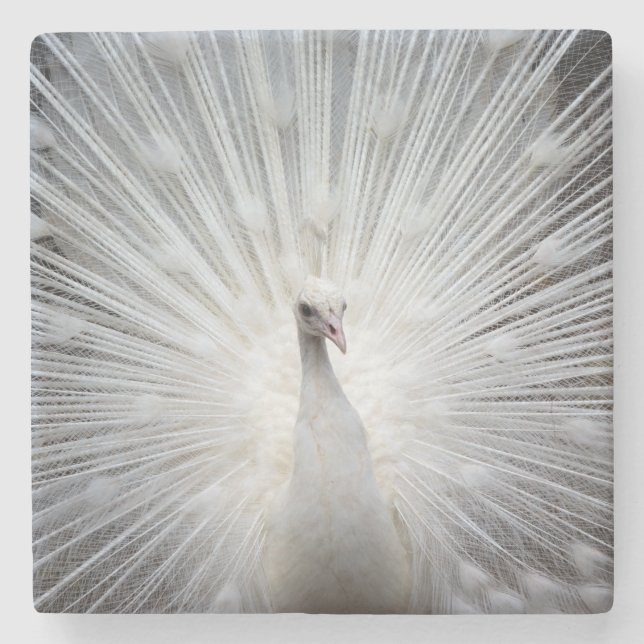 Peacock20160401 Stone Coaster (Front)