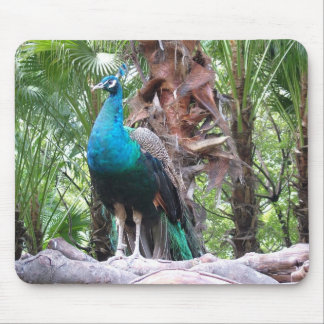 peacock,孔雀 mouse pad