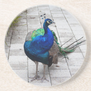 Peacock 1 coaster
