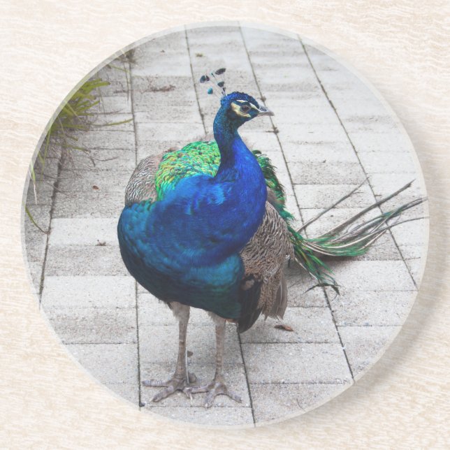 Peacock 1 coaster (Front)