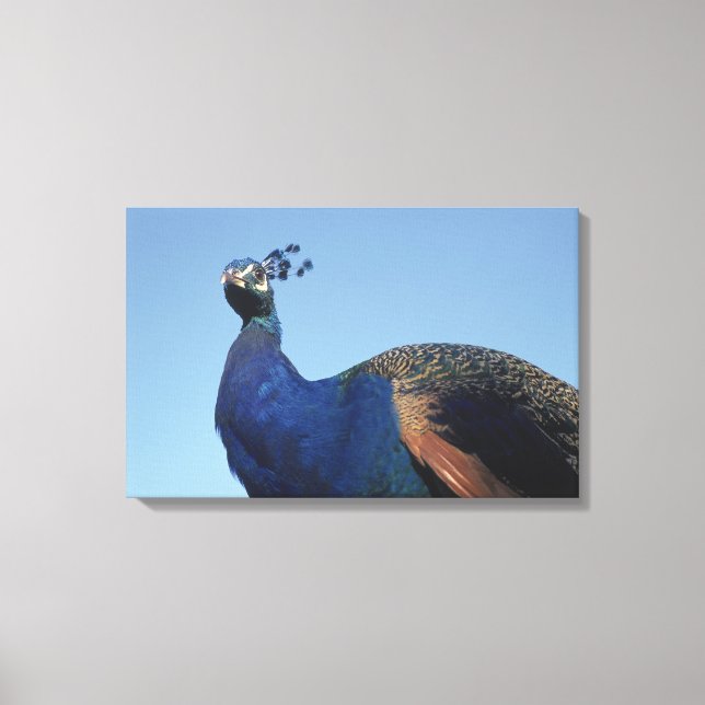 Peacock 2 canvas print (Front)