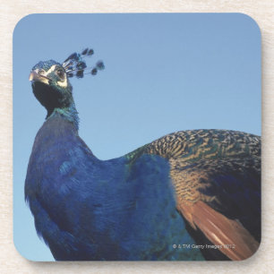 Peacock 2 coaster