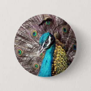 peacock 2 inch round button
