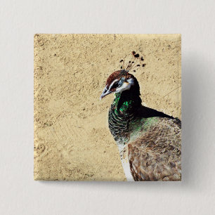 Peacock 2 Inch Square Button