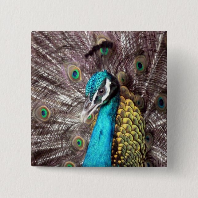 peacock 2 inch square button (Front)