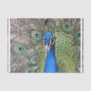peacock-3.jpg tissue paper
