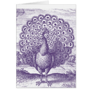 Peacock, a vintage engraving