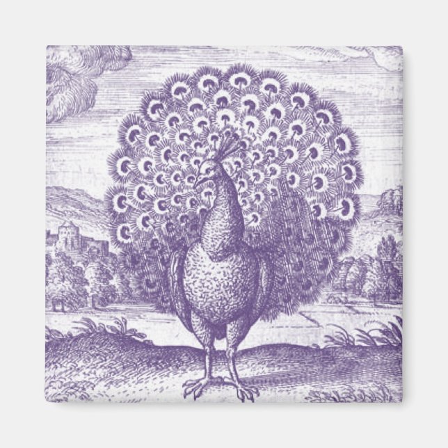 Peacock, a vintage engraving magnet (Front)
