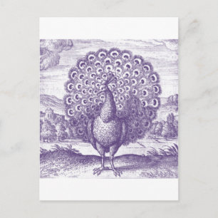 Peacock, a vintage engraving postcard