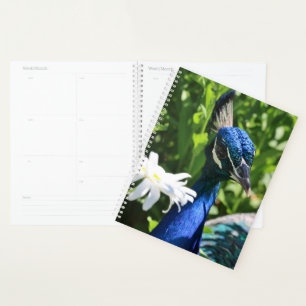 Peacock and Daisy Planner