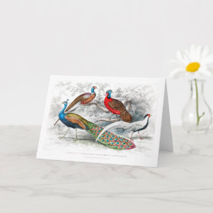 Peacock and Pheasants - Oliver Goldsmith - vintage Card