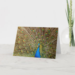 Peacock Anniversary Card