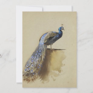 Peacock   Archibald Thorburn