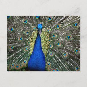 Peacock at Fountain of Youth Holiday Postcard