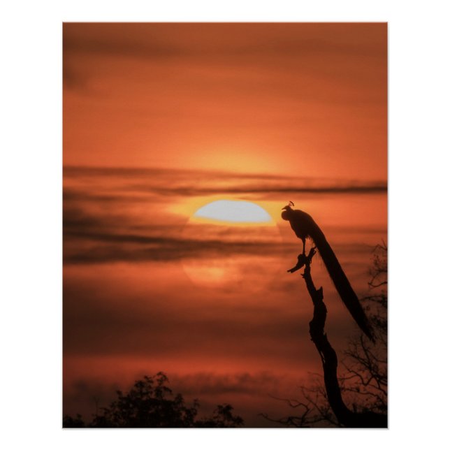Peacock at Sunrise Poster (Front)
