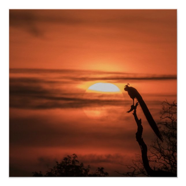 Peacock at Sunrise Poster (Front)